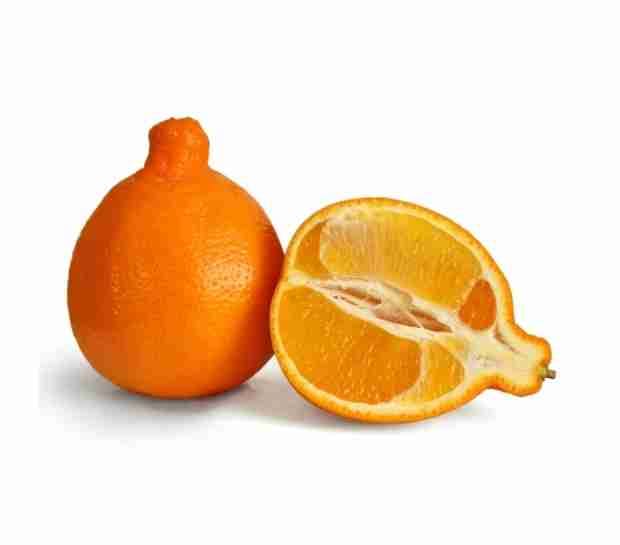 naranja comun 1